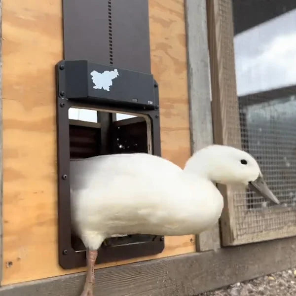 🎉This week's specials - Automatic Chicken Coop Door