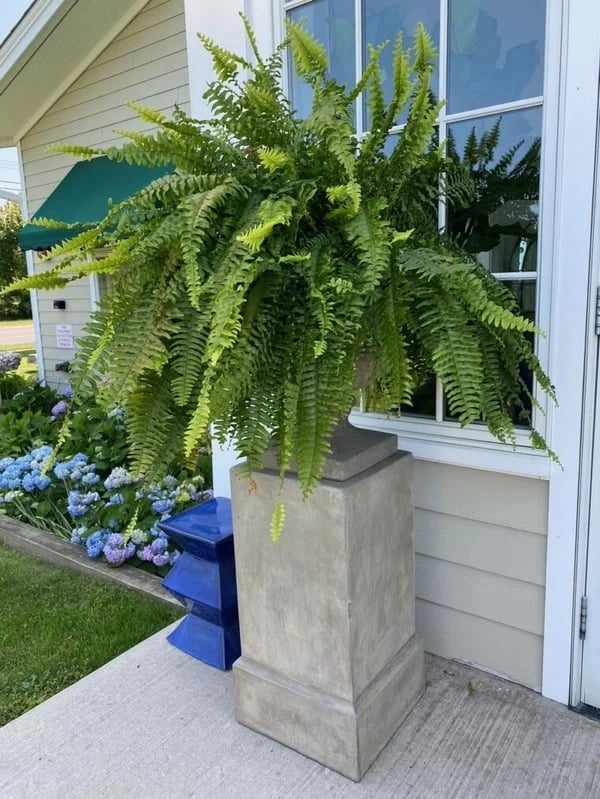 💥This Week's Special Price $21.89🌺UV Resistant Lifelike Artificial Boston Fern
