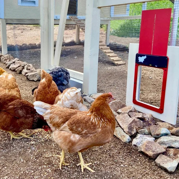 🎉This week's specials - Automatic Chicken Coop Door