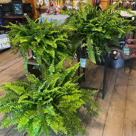 💥This Week's Special Price $21.89🌺UV Resistant Lifelike Artificial Boston Fern