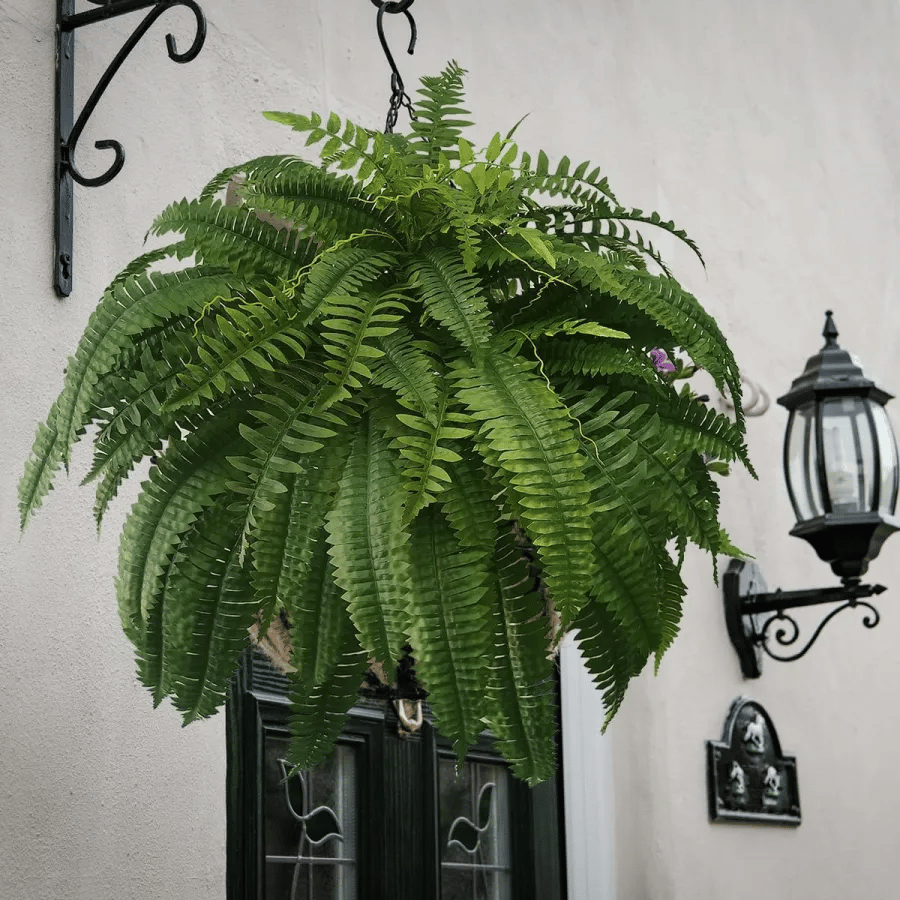 💥This Week's Special Price $21.89🌺UV Resistant Lifelike Artificial Boston Fern