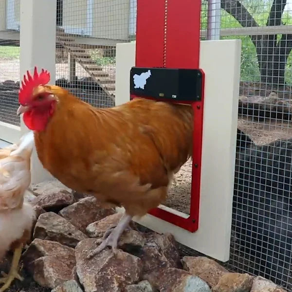 🎉This week's specials - Automatic Chicken Coop Door